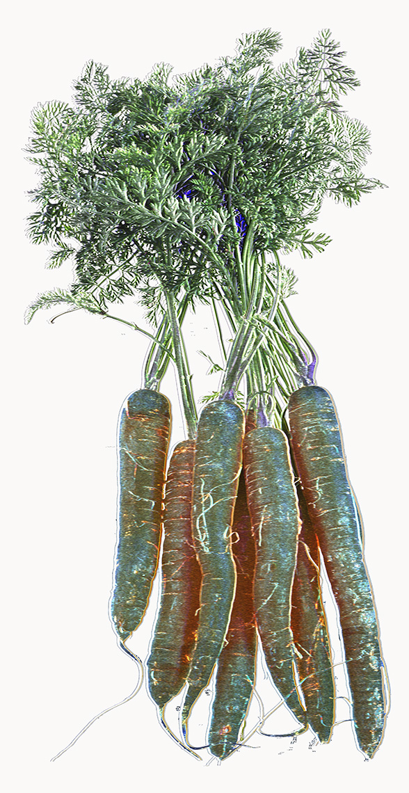 The SVD of a Bunch of Carrots